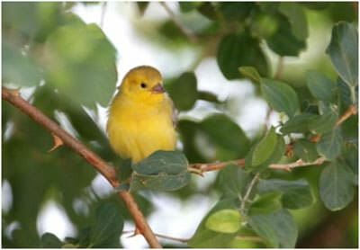 Arabian_Golden_Sparrow