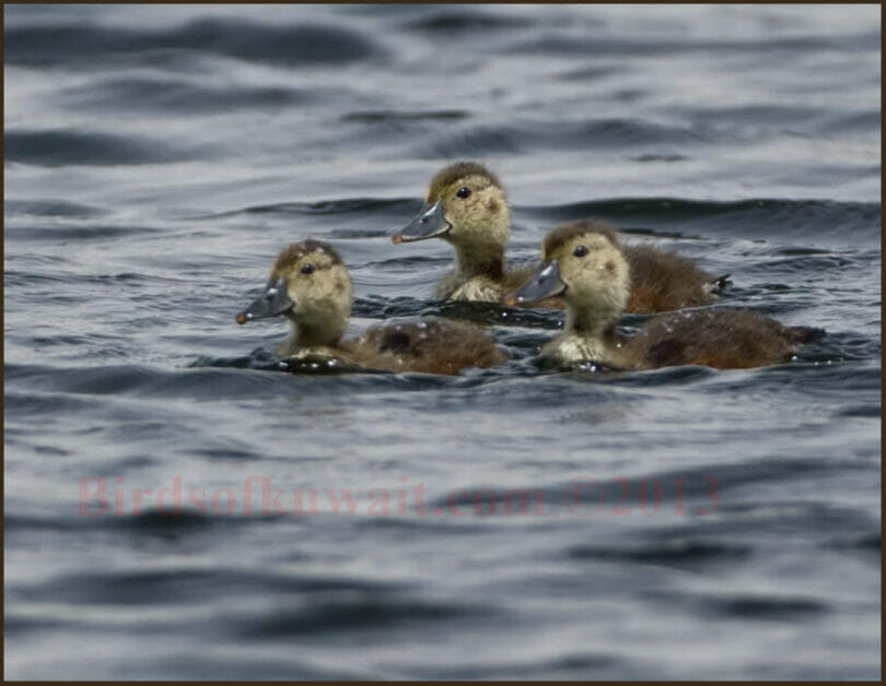 Ferruginous Duck chick swimming in water