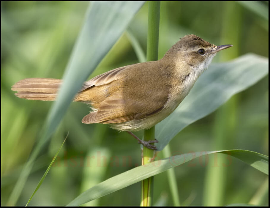 Paddyfield Warbler Acrocephalus agricola