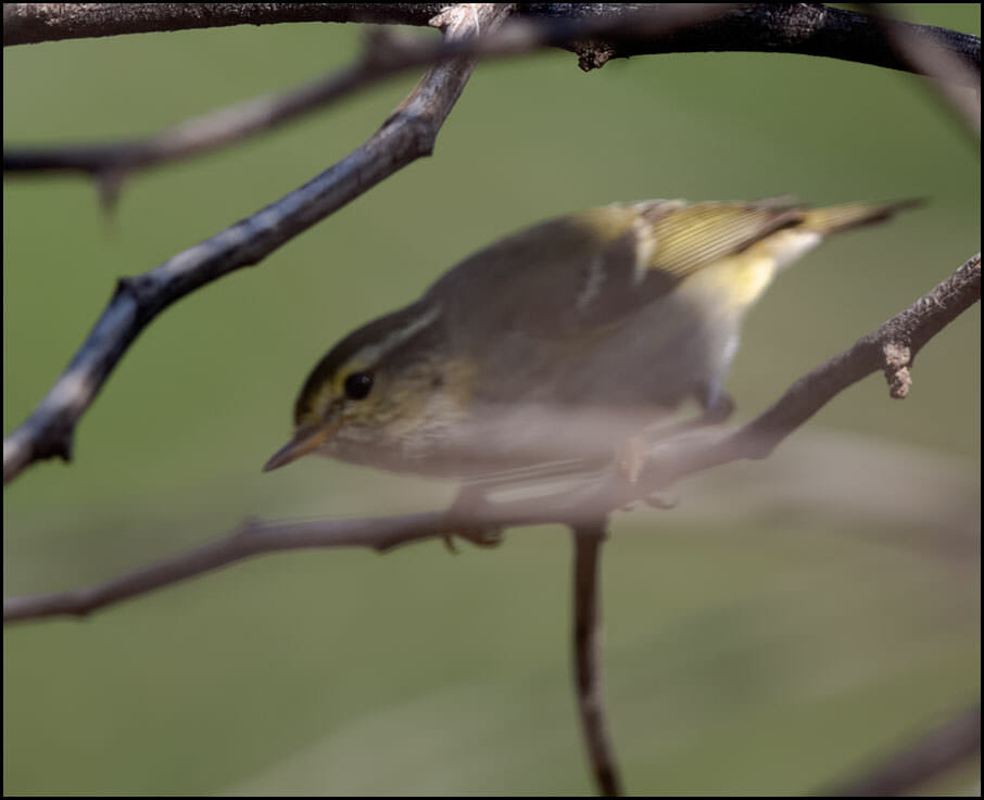 Yellow-browed Warbler Phylloscopus inornatus