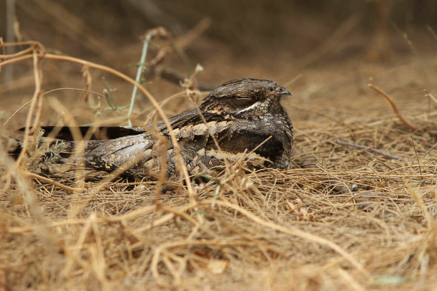 European Nightjar sitting on the ground