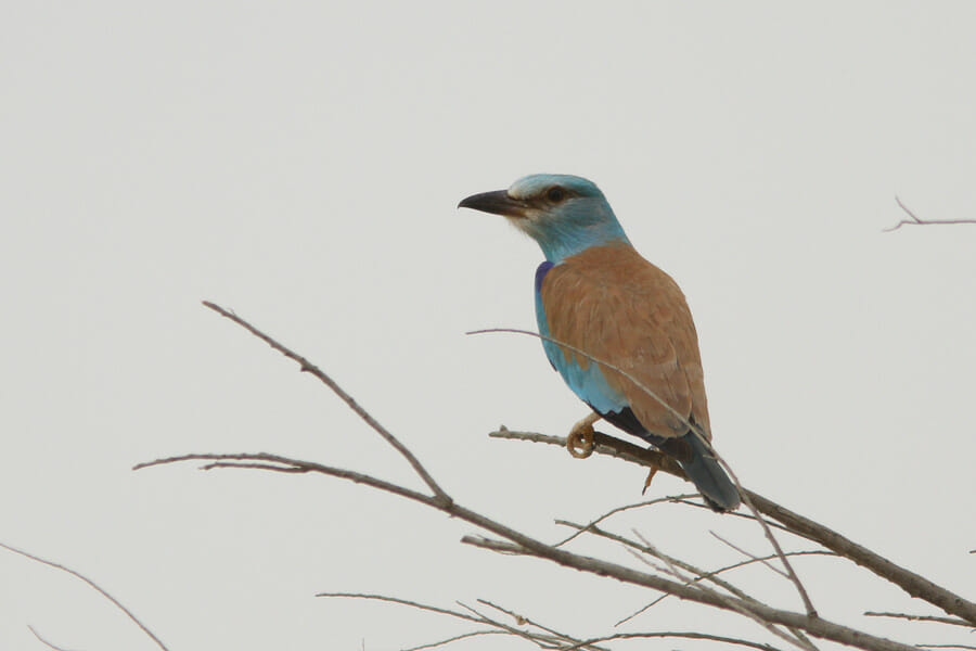 European Roller perched on a tree branch