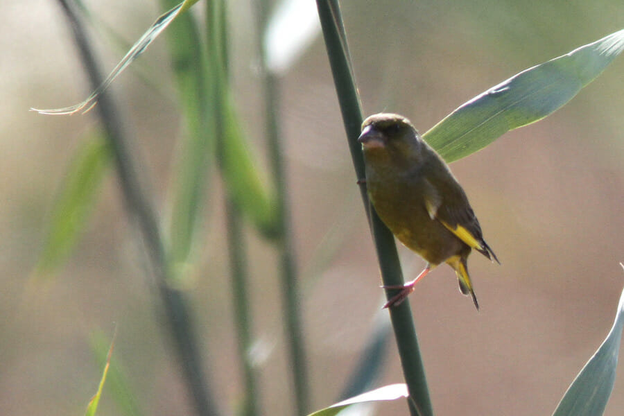 Greenfinch perched on a reed stem