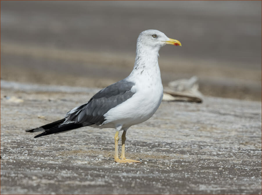 Heuglin's Gull Larus (fuscus/heuglini) heuglini standing on the ground