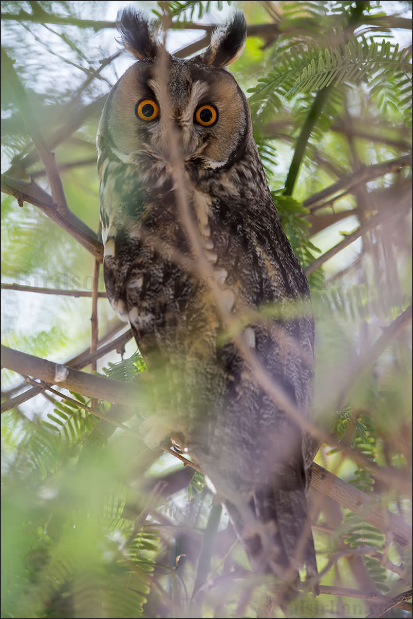 Long-eared Owl Asio otus