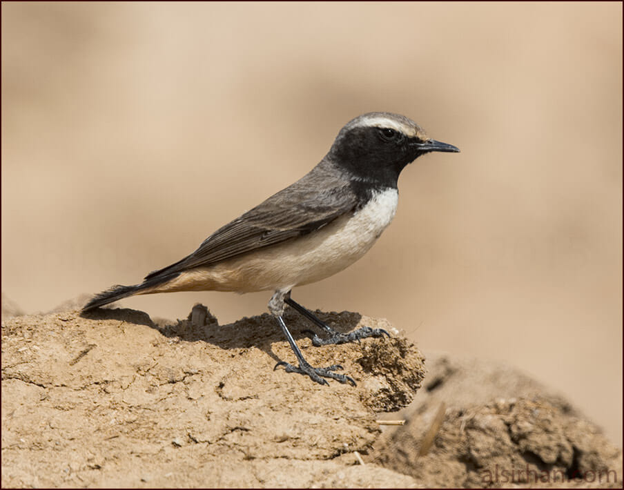 Kurdish Wheatear Oenanthe xanthoprymna