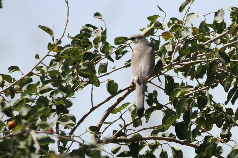Hypocolius perched on top of a tree