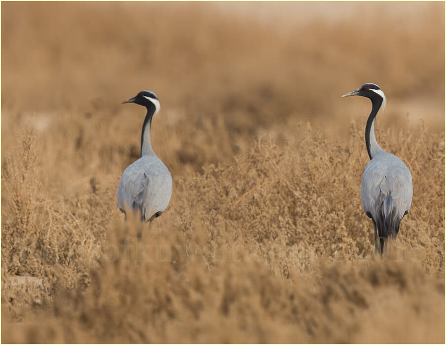 Two Demoiselle Cranes perched on a tree branch