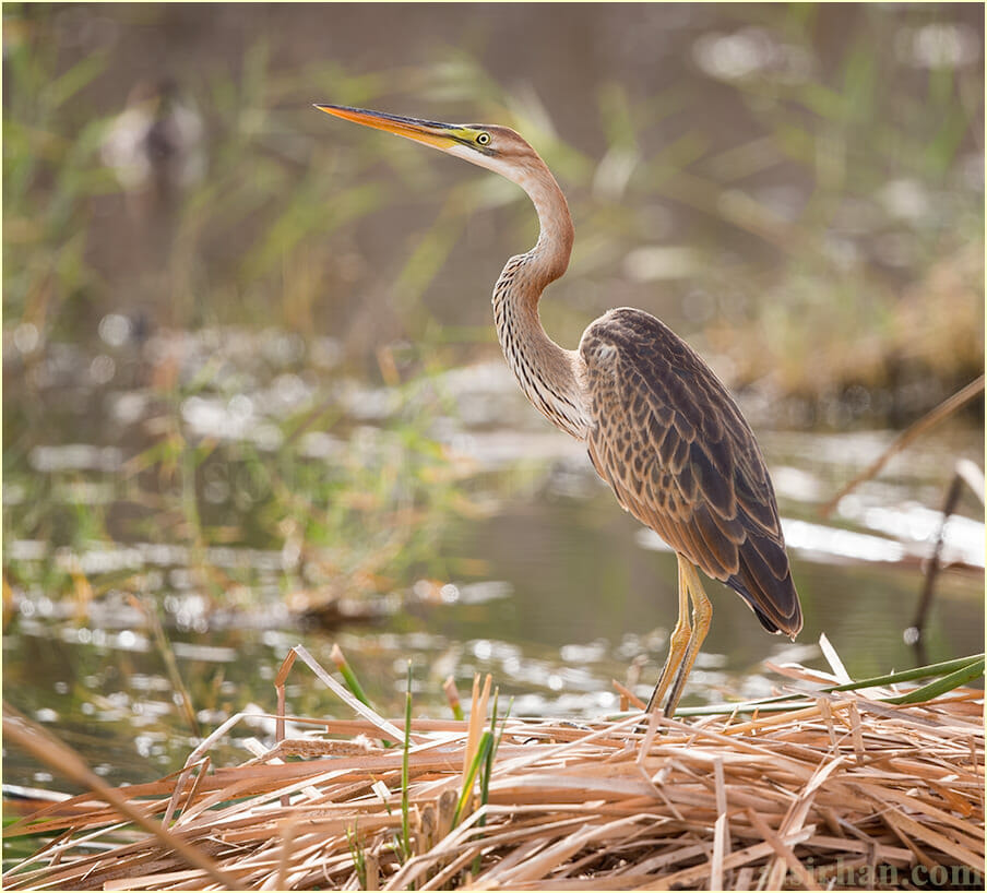 Purple Heron Ardea purpurea