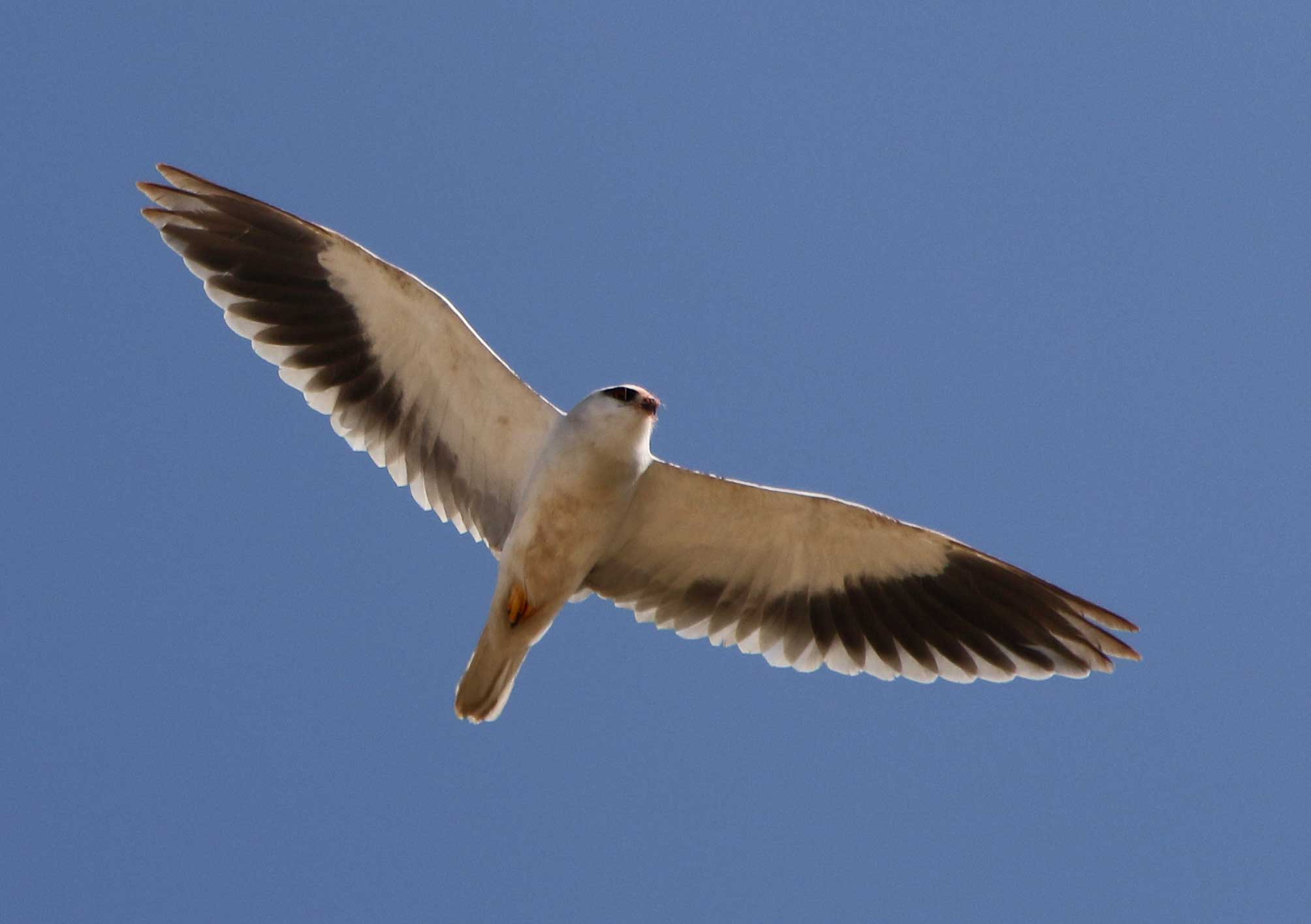Black-winged Kite in flight