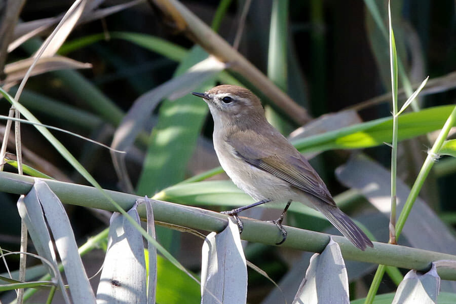 Caucasian Chiffchaff perched on a reed stem