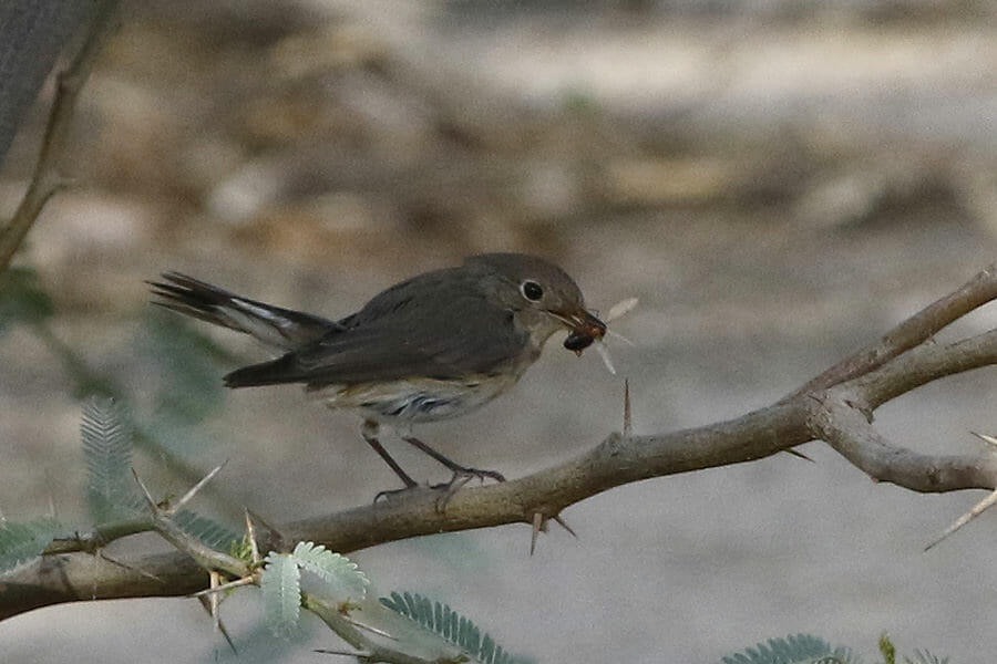 Taiga Flycatcher perched on a branch of a tree