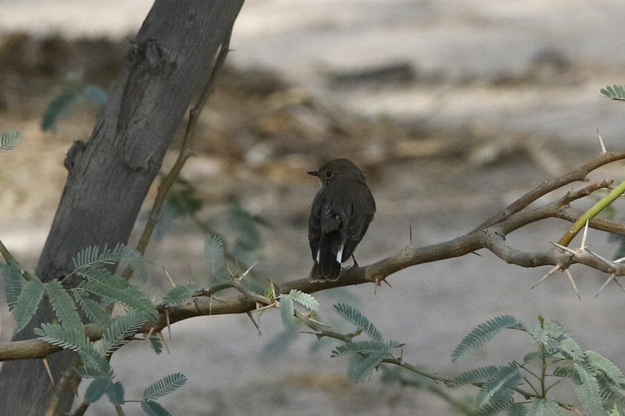 Taiga Flycatcher perched on a branch of a tree