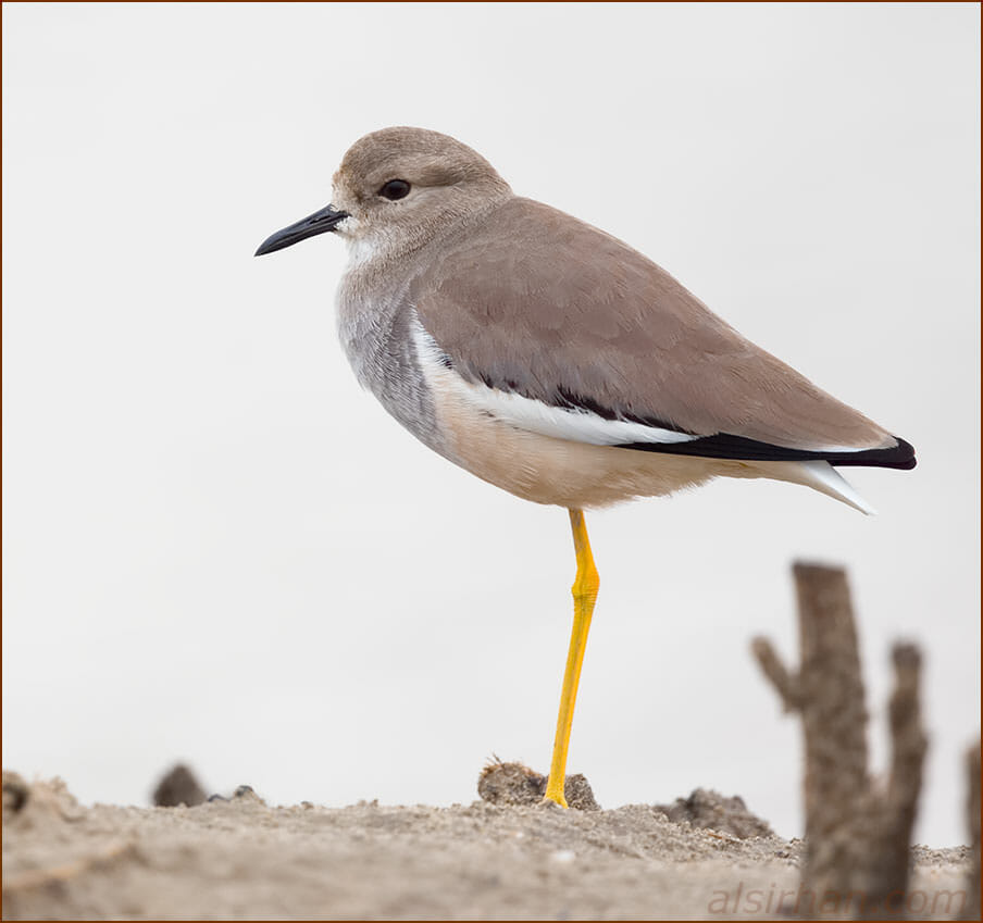 White-tailed Lapwing Vanellus leucurus