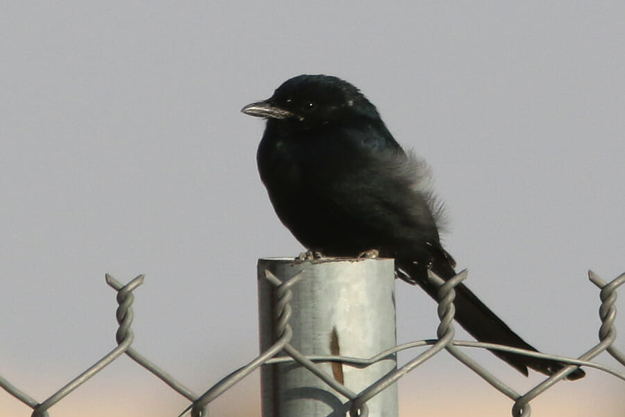 Black Drongo perched on a fence