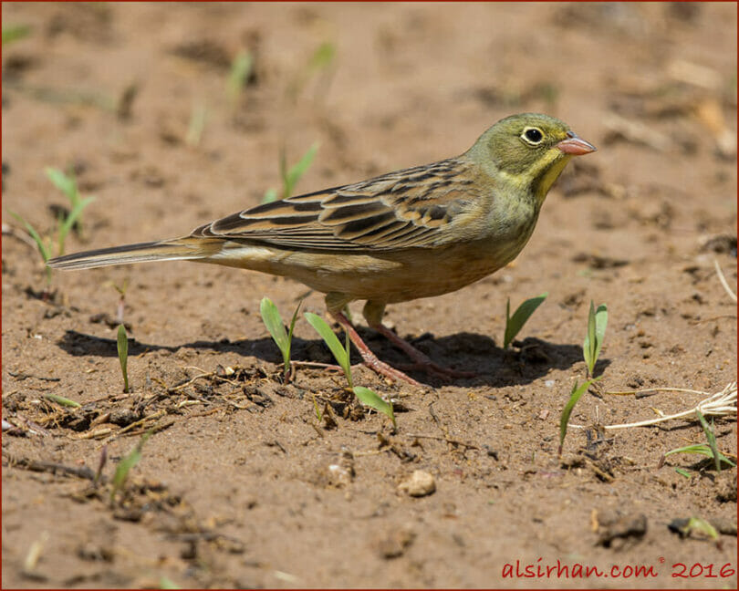 Ortolan Bunting standing on the ground