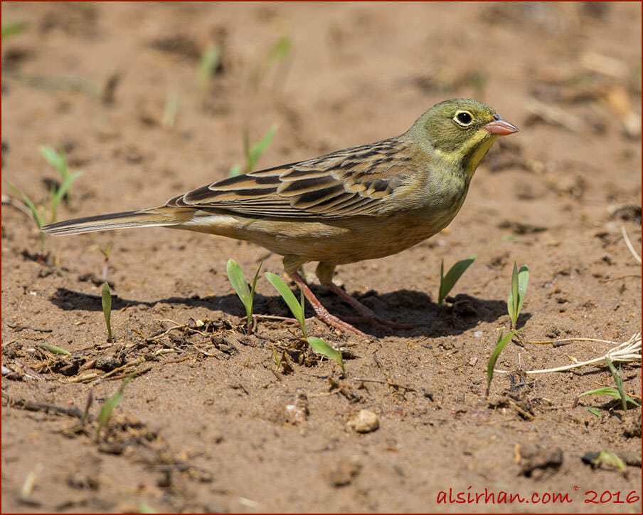 Ortolan Bunting Emberiza hortulana