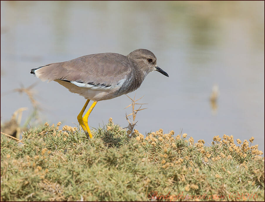 White-tailed Lapwing Vanellus leucurus