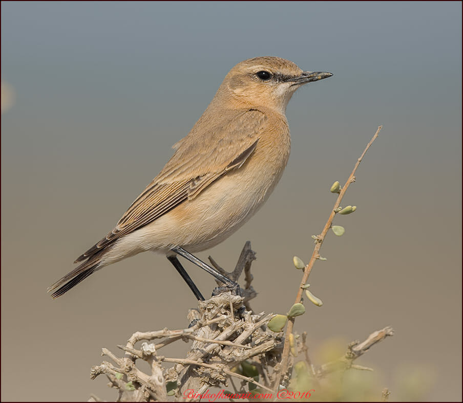 Isabelline Wheatear perched on top of a bush