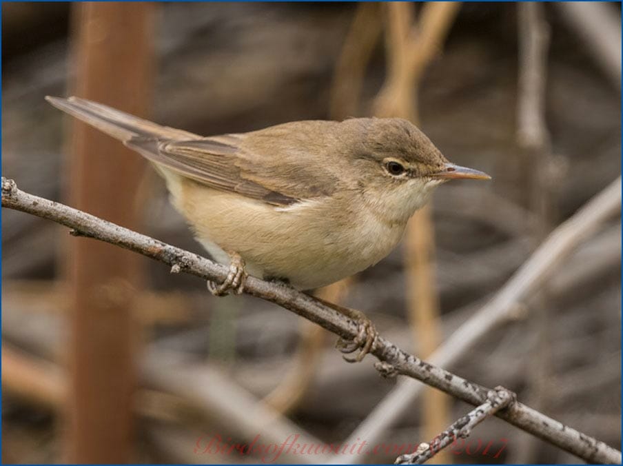 Caspian Reed Warbler Acrocephalus (scirpaceus) fuscus