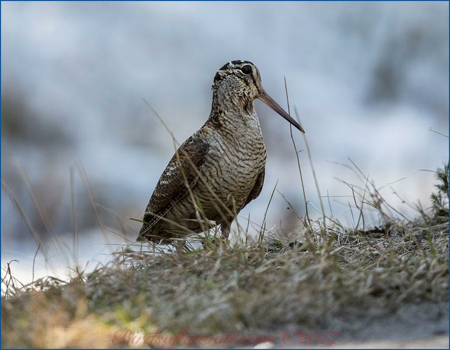 Eurasian Woodcock Scolopax rusticola 