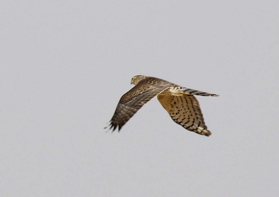 A Shikra in flight