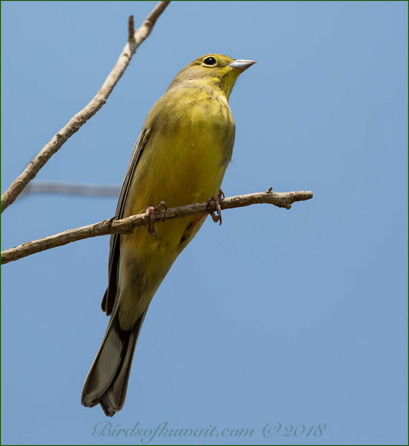 Cinereous Bunting perched on a branch of a treeg