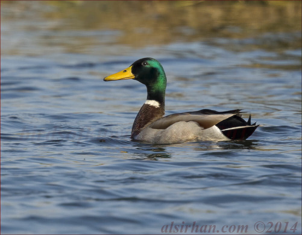 Mallard Anas platyrhynchos