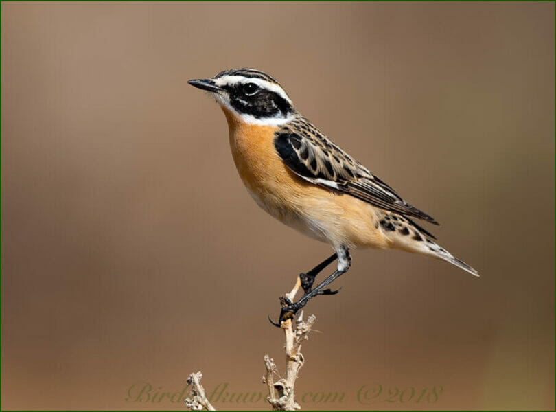 Whinchat perched on a stem of a plant
