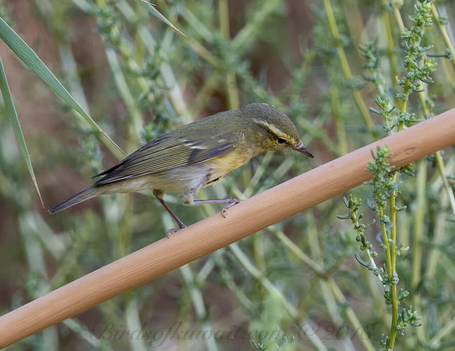Green Warbler Phylloscopus nitidus