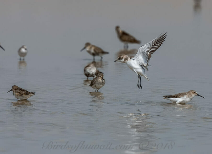 Lesser Sand Plover landing in water