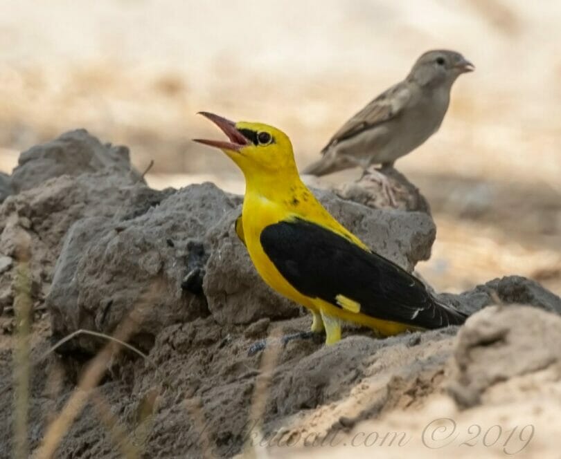 Eurasian Golden standing a mound