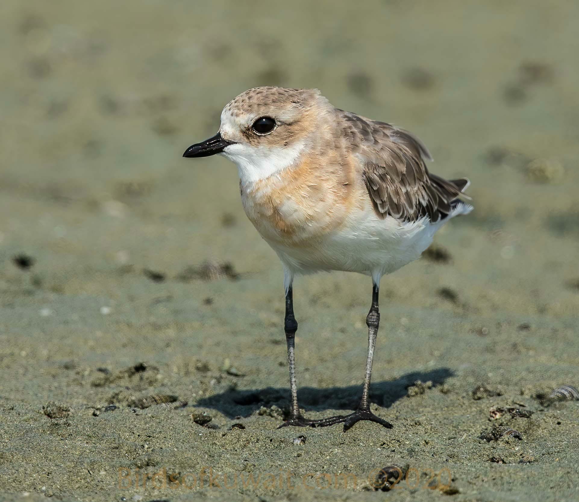 Tibetan Sand Plover Anarhynchus 