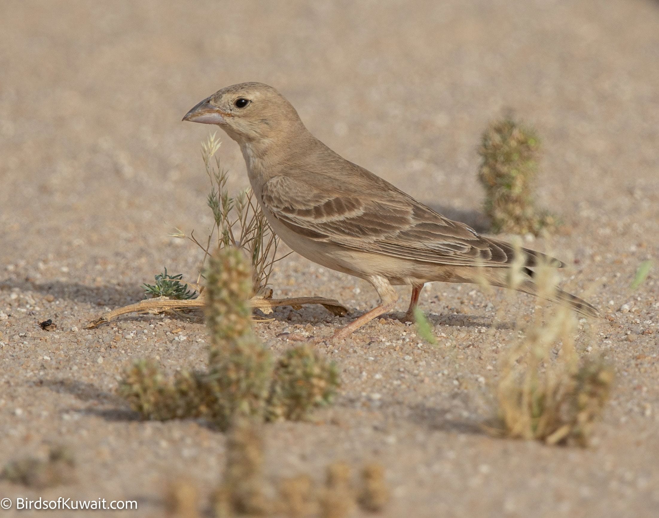 Pale Rockfinch Carpospiza brachydactyla
