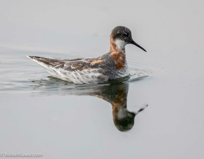 Red-necked Phalarope Phalaropus lobatus