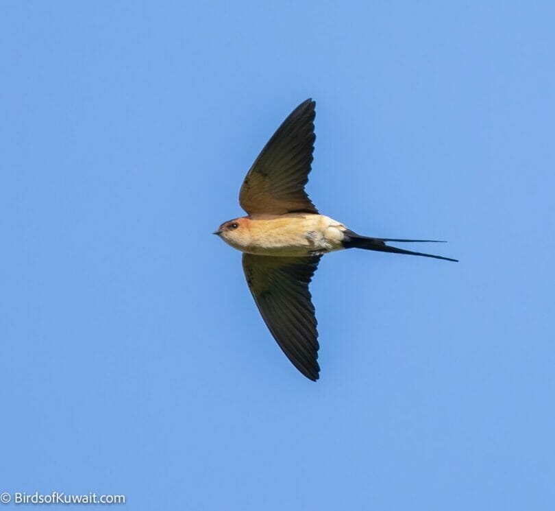 Red-rumped Swallow Cecropis daurica