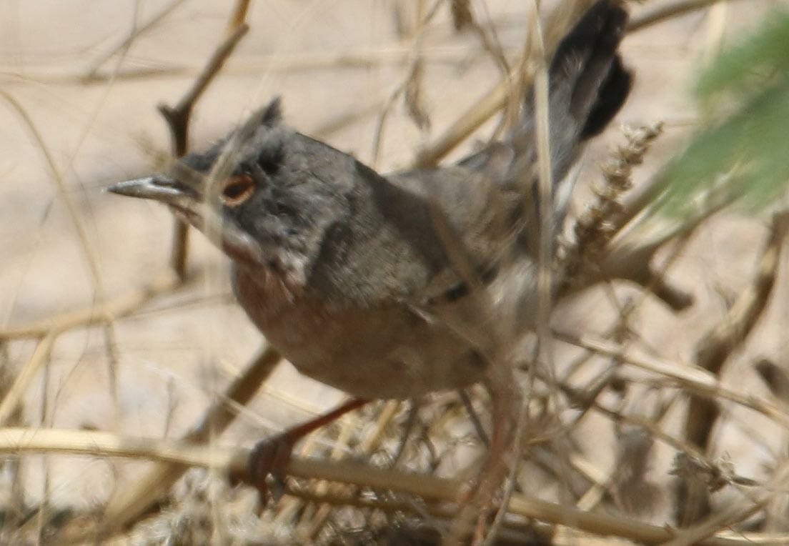 Ménétries's Warbler Curruca mystacea