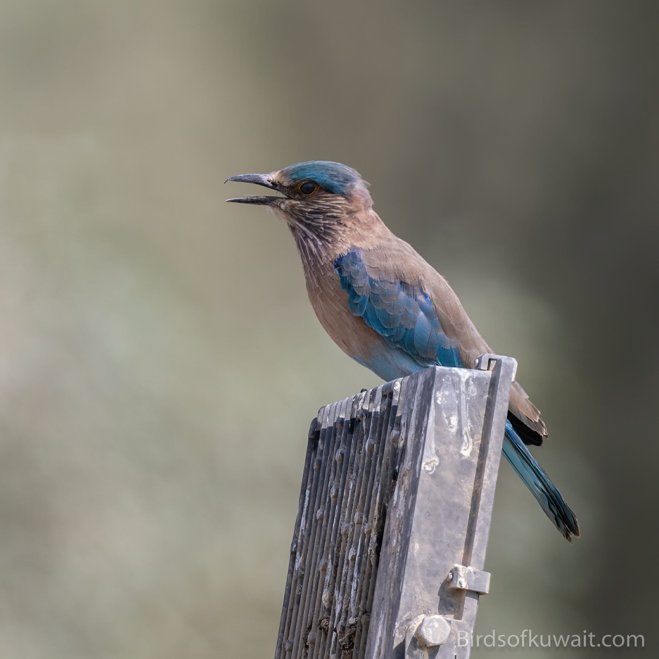 Indian Roller Coracias benghalensis