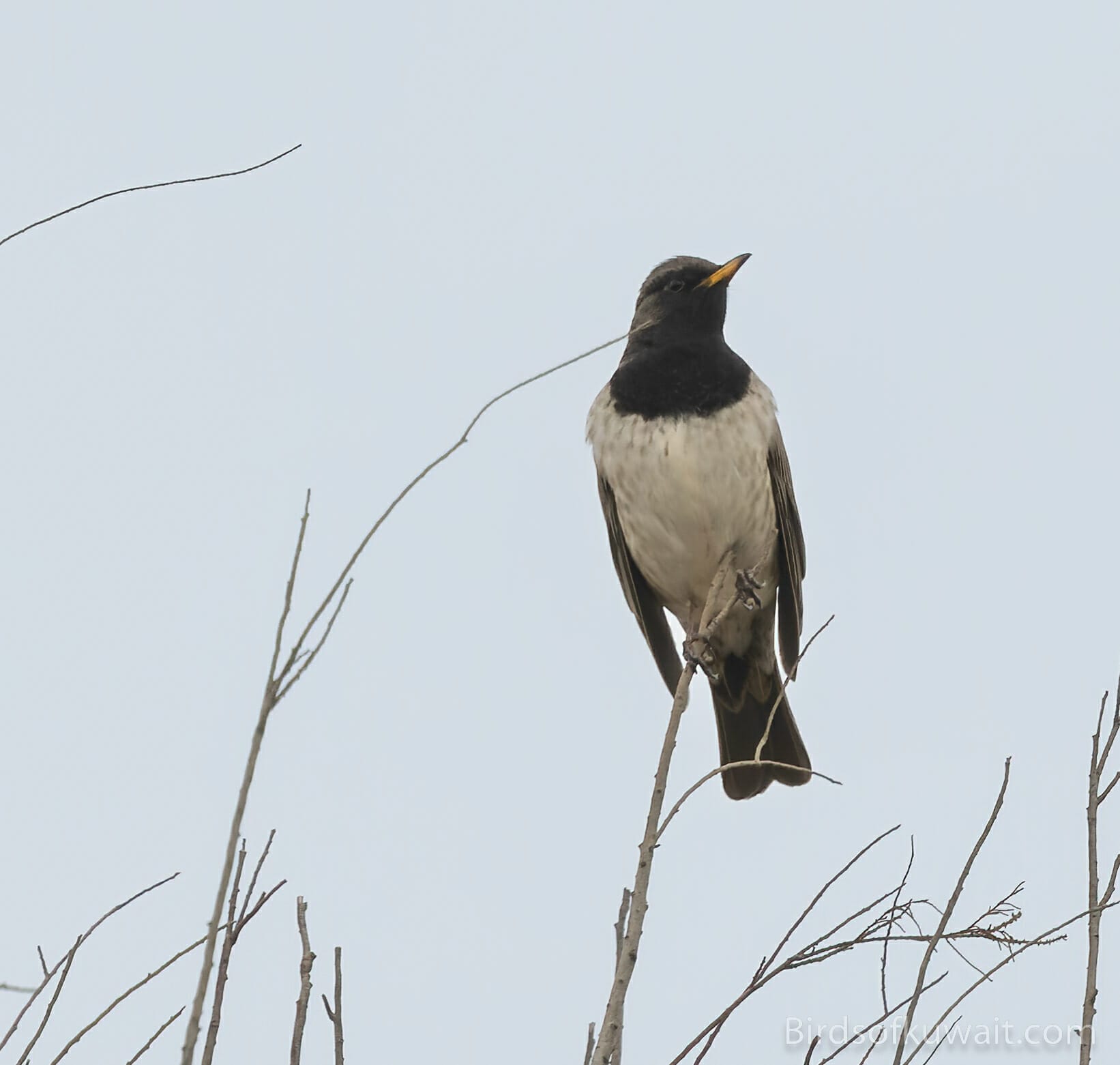 Black-throated Thrush Turdus atrogularis