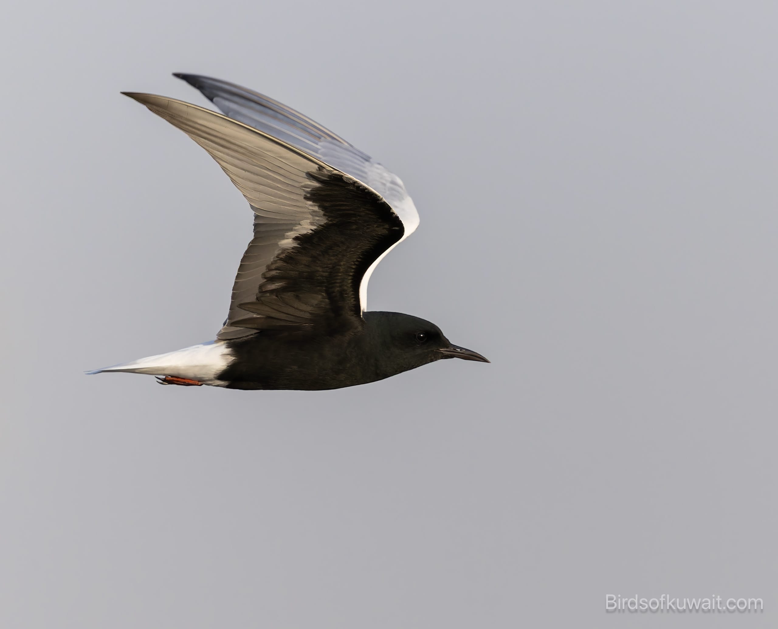 White-winged Tern Chlidonias leucopterus White-winged Tern Chlidonias leucopterus