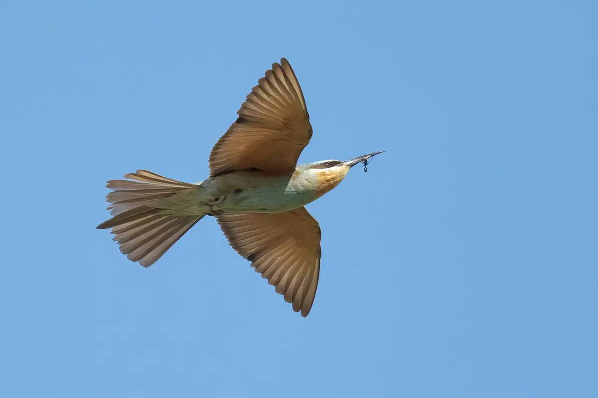 Blue-cheeked Bee-eater Merops persicus