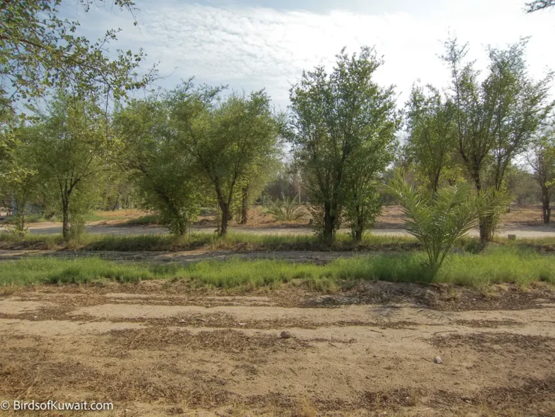 Bird Watching Tours in Kuwait to see migration at Abraq Al-Habari Farm