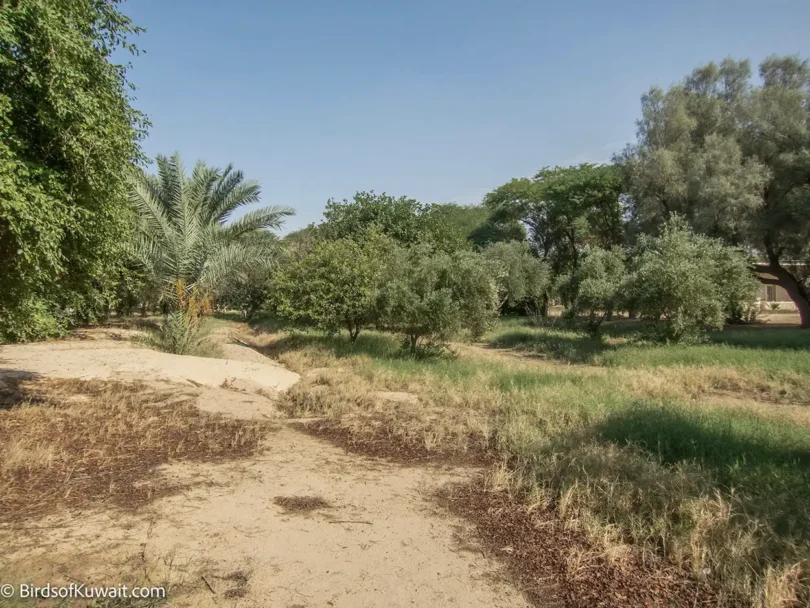 Bird Watching Tours in Kuwait to see migration at Abraq Al-Habari Farm