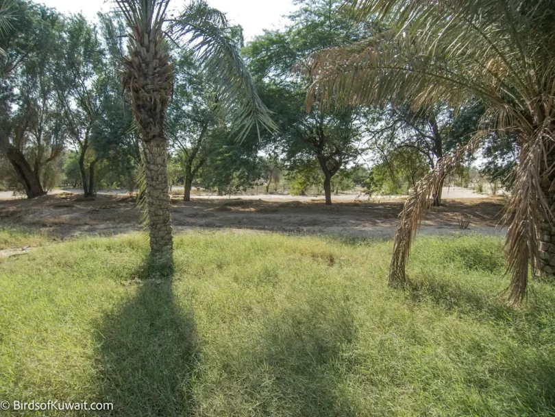 Bird Watching Tours in Kuwait to see migration at Abraq Al-Habari Farm