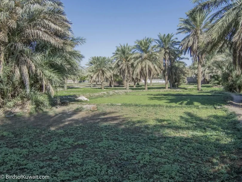 Kuwait Bird Watching Tours in Kuwait to see migration at Jahra Farms