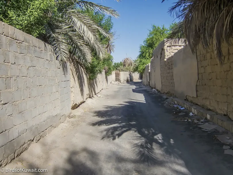 Bird Watching Tours in Kuwait to see migration at Jahra Farms -the track to Jahra Farms
