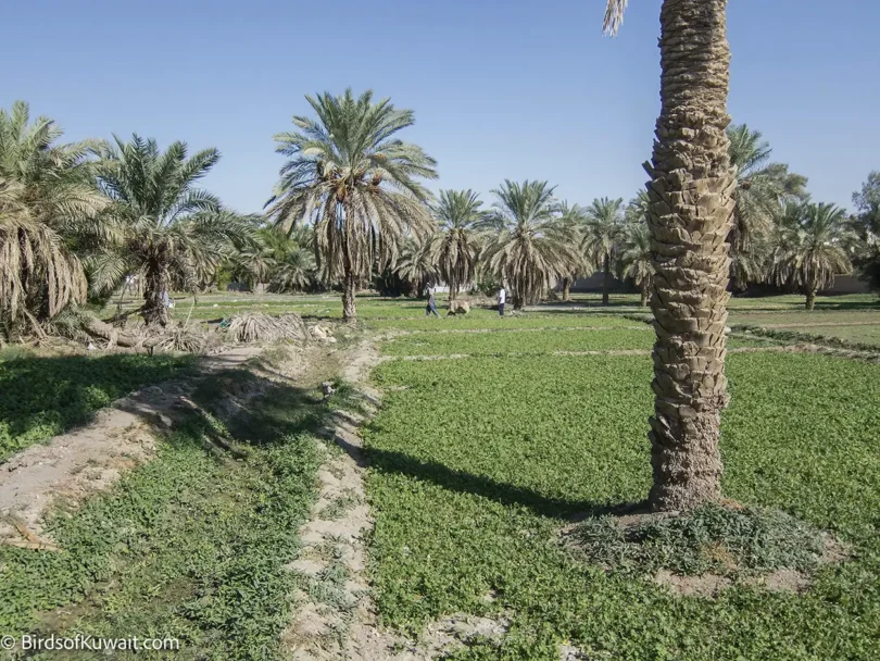 Bird Watching Tours in Kuwait to see migration at Jahra Farms