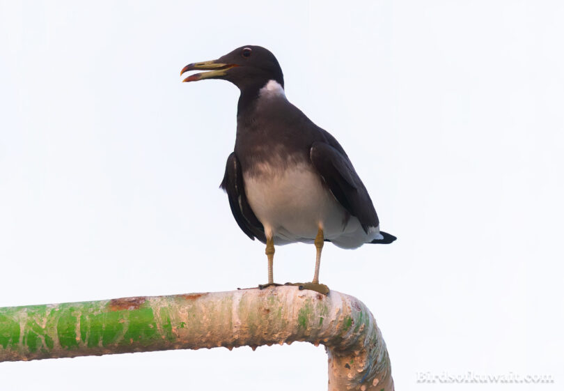 Sooty Gull Ichthyaetus hemprichii