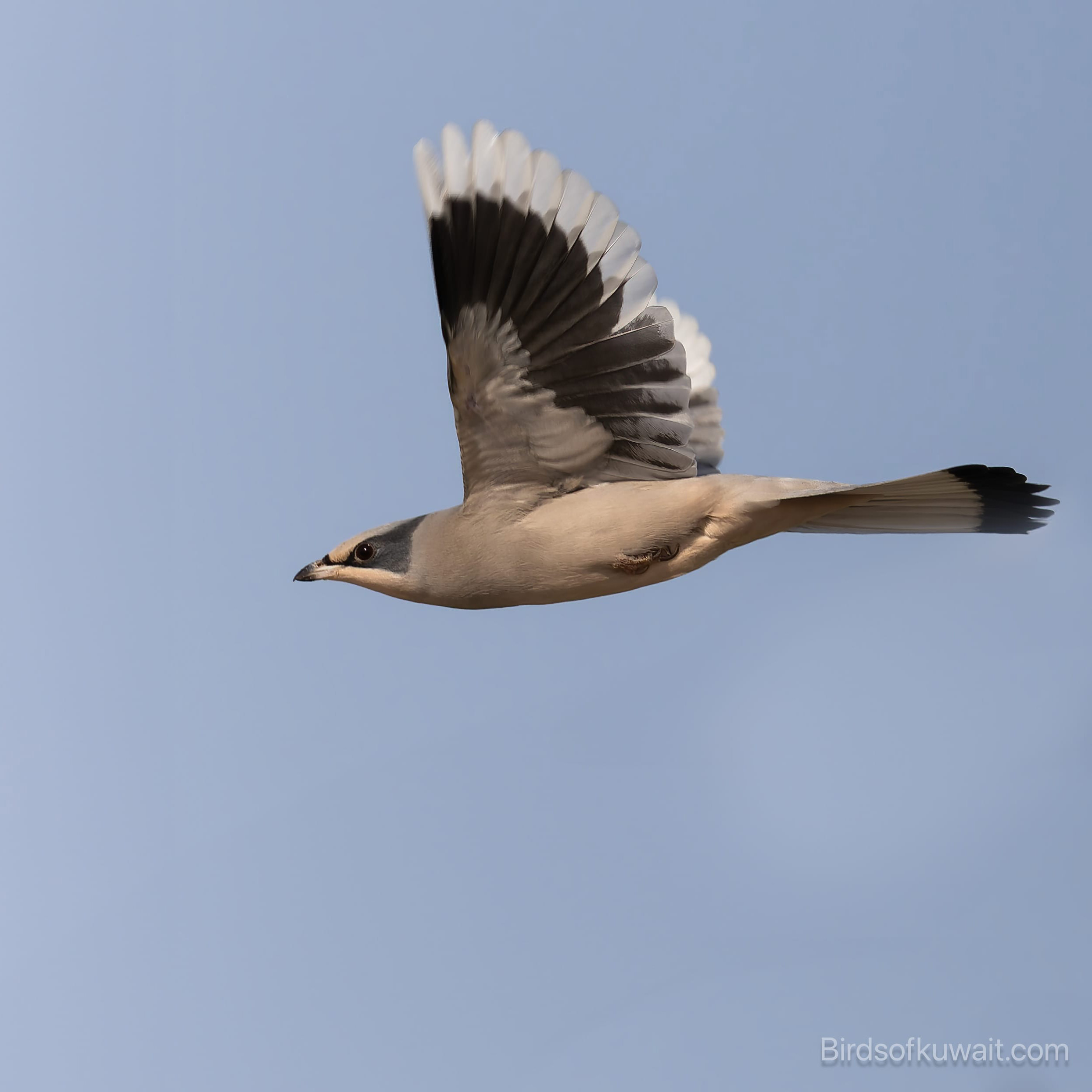 Winter Bird Watching Tours in Kuwait target the Hypocolius which is a must see bird for International birders