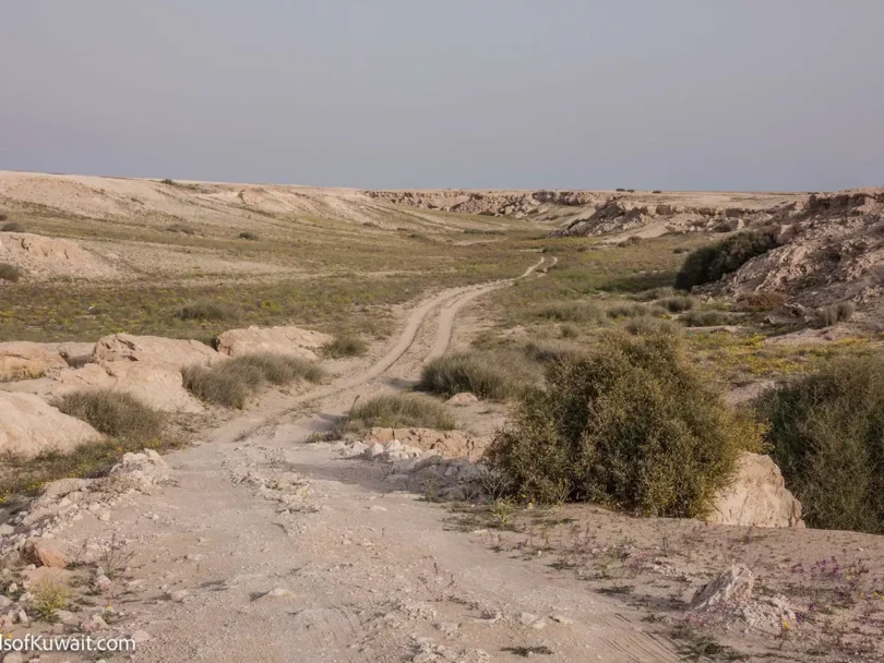 Kuwait Bird Watching Tours in Kuwait to see Sabah Al Ahmad Nature Reserve